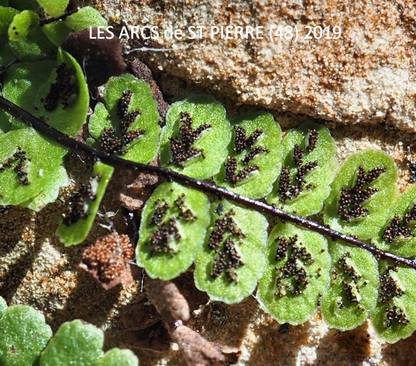 Spleenwort, Maidenhair fruit